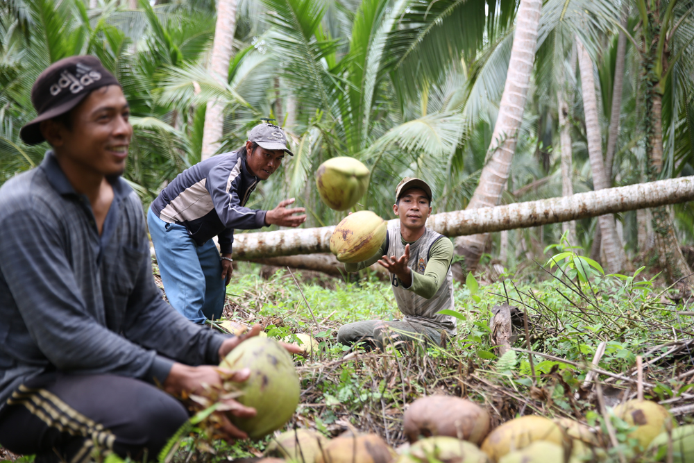 petani kelapa Jakarta