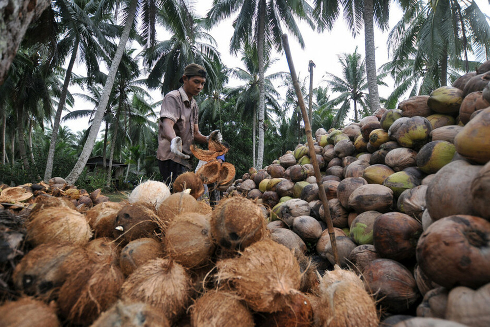 kebun kelapa Jakarta