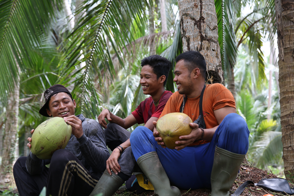 panen kelapa Jakarta